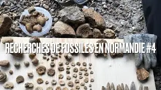 Recherche de fossiles en Normandie #4