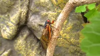 thelope.com - Brood XIX M tredecula urinates and sings