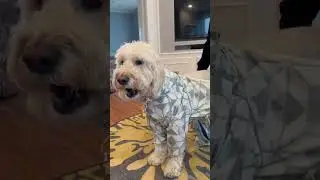 WOOFESSENTIALS PUDDLE JUMPER DOG RAINCOAT REVIEW