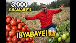 Yateye Inyanya 3,000 Za GHAMAR F1 🍅Abenshi Ntibari Babyiteze Gutya…