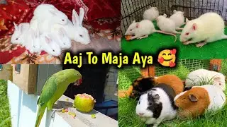 Aaj To Maja Agea 😇 | Pets Vlog