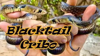 Cribo Mania! Super-Mottled Dorado-line Blacktail Cribo with big neckstripe is amazing