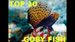 💓🐠🐟TOP 10 MARINE GOBY FISH AMAZING FISH&iexcl;&iexcl;💓🐠🐟