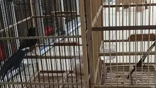 BIRD SCHOOL MBRK PENJODOHAN BY DADANG CIMAHI...