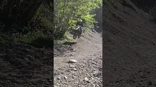 best trail bike around xr250r