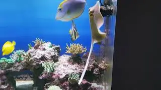 Blue-spotted stingray feeding