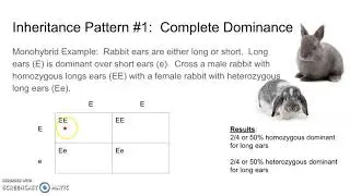 Genetics 1 Complete Dominance