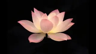 powerful wish granter ✧˖°. your desires are now your reality 