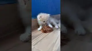 Persian cat baby 🐱 playing with a rat toy 🧸