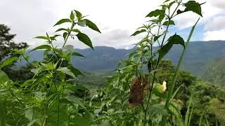 Durama a.bri/South Garo hills
