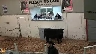 Flesch Angus Production Sale, Shelby, MT