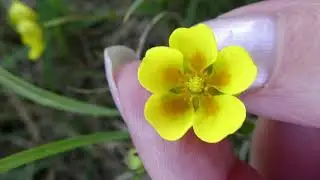 Wildflower Identification with Yorkshire Dales Guides - Part 1 of 4