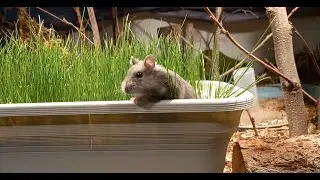 Setting Up Bioactive Hamster cage challenge ep.2