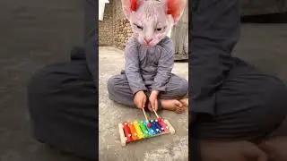 Cat plays Harry Potter theme on xylophone #harrypotter #xylophone