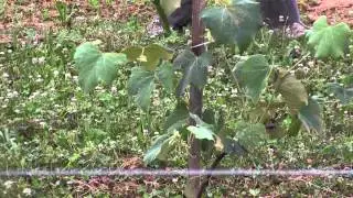 Beginning Grape Growing 1