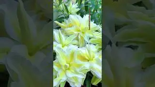 Most Beautiful Lily Flowers #viralshorts #beauty #flowers