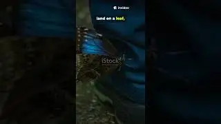 Butterflies Taste with Their Feet?! 😱