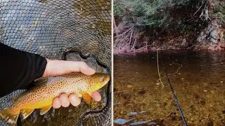 Autumn Dry Fly Fishing Vermont - Caddis Between The Leaves!