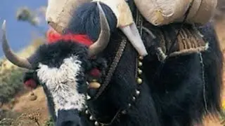 mountain yak Tibet wild yak in Pakistan some shorts video about there living systle