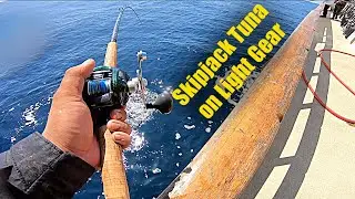 Skipjack Tuna Fishing (On Light Inshore Gear)