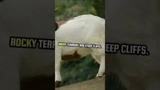 Why goats has unique eye structure? #animal  #goat #education #educational #learning #survival