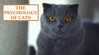 THE PSYCHOLOGY OF CATS