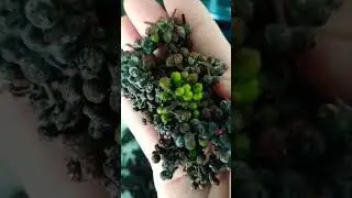 Fresh Lampung Peppercorn fr. Sumatra Indonesia #viral  #food  #shortsfeed  #trending  #shorts