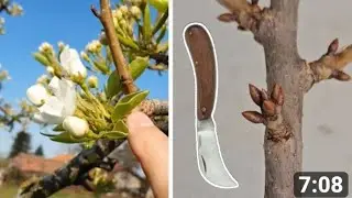 Плодни пъпки и клончета преди и в цъфтеж.