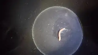 Neomenia (trapeziformis?) time lapse