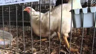 2011 Delaware County 4H Fair - Livestock | Muncie Indiana