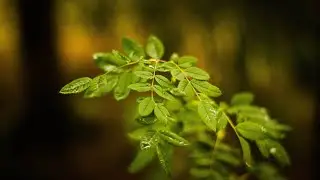 Canon 2000d Sample Images Part 1