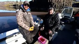 Fall Coho Shrimp Scent Tips | Northwest Fishing Tips
