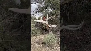 ELK MASS 💯 #365PURSUIT #ELK #SHEDHUNTING #ANTLERS #WAPITI #SHEDS #ELKHUNTING