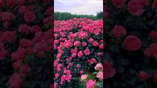 Pink Climbing Roses #naturevideos #flowers #youtube #shorts