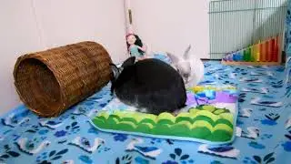 Playtime for Sugarplum and Prince Charming.