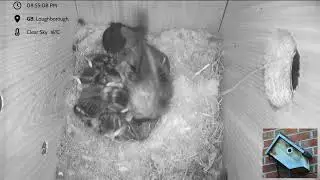 Blue Tit Nest box Loughborough - livestream - 6 eggs hatched