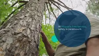 Tree Removal | Miguel's Tree Service | Port Jefferson Station, NY