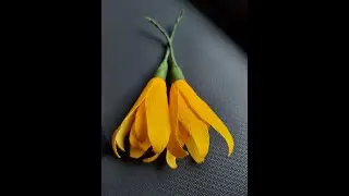 DIY Chafa/Champa/plumeria/mongolia Flower | How to make Easy flower from Duplex Paper| #craftideas