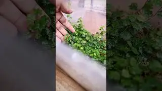 Ficus Quercifolia Propagation