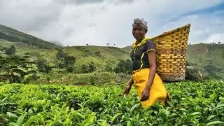 Why You Should Visit This Place In Malawi 🇲🇼? Mulanje..