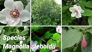 Magnolia sieboldii species | Plants of earth