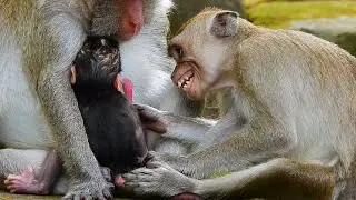JANE bite JANNA? JANNA try reject milk baby JAZZY s-t-eal milk till JANE get temper angry warn bite
