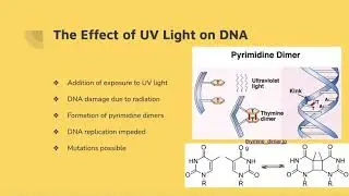 CHM 461 Final Project: DNA Mutation and Repair in Response to UV Light