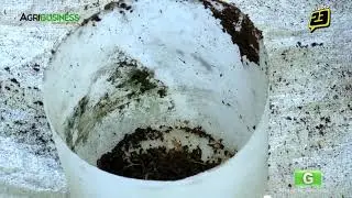 Free Range Chicken Farming Part 2   Free Range Chicken   Agribusiness Philippines