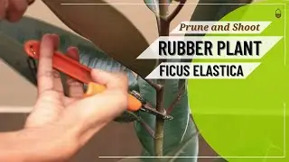 Когда обрезать фикус каучуконосный (Ficus Elastica) — Обрезка и побеги — Как обрезать фикус каучу...