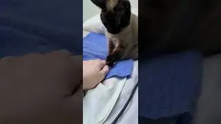☠  #viral #cat #kitten #shortvideo