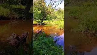 Serene Break ☾𖤓   #nature #asmr #naturesounds #fyp #meditation #creek #mountains
