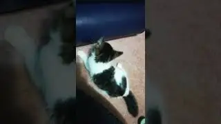 Jumping kitten