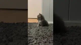 World&rsquo;s Cutest Kitten Epic Fail, Sooo cute 🙀 #cute #fails #shorts #fyp #cat #buzz