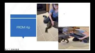 Part 5 -- Safe Post-op PROM Techniques following Your Pet's Orthopaedic Surgery
